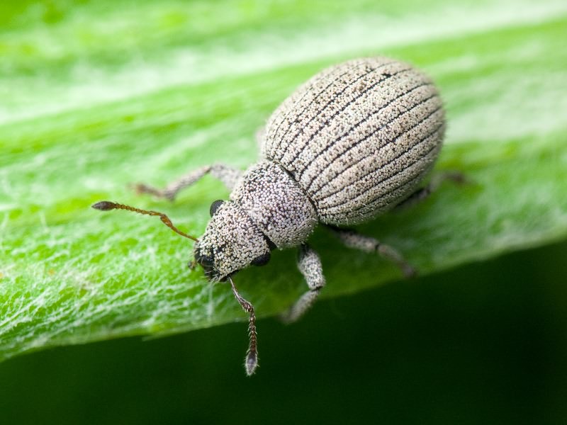 Foucartia squamulata (Herbst, 1795)